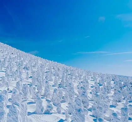 雙樹冰夢幻登場!日本東北雪國7日
