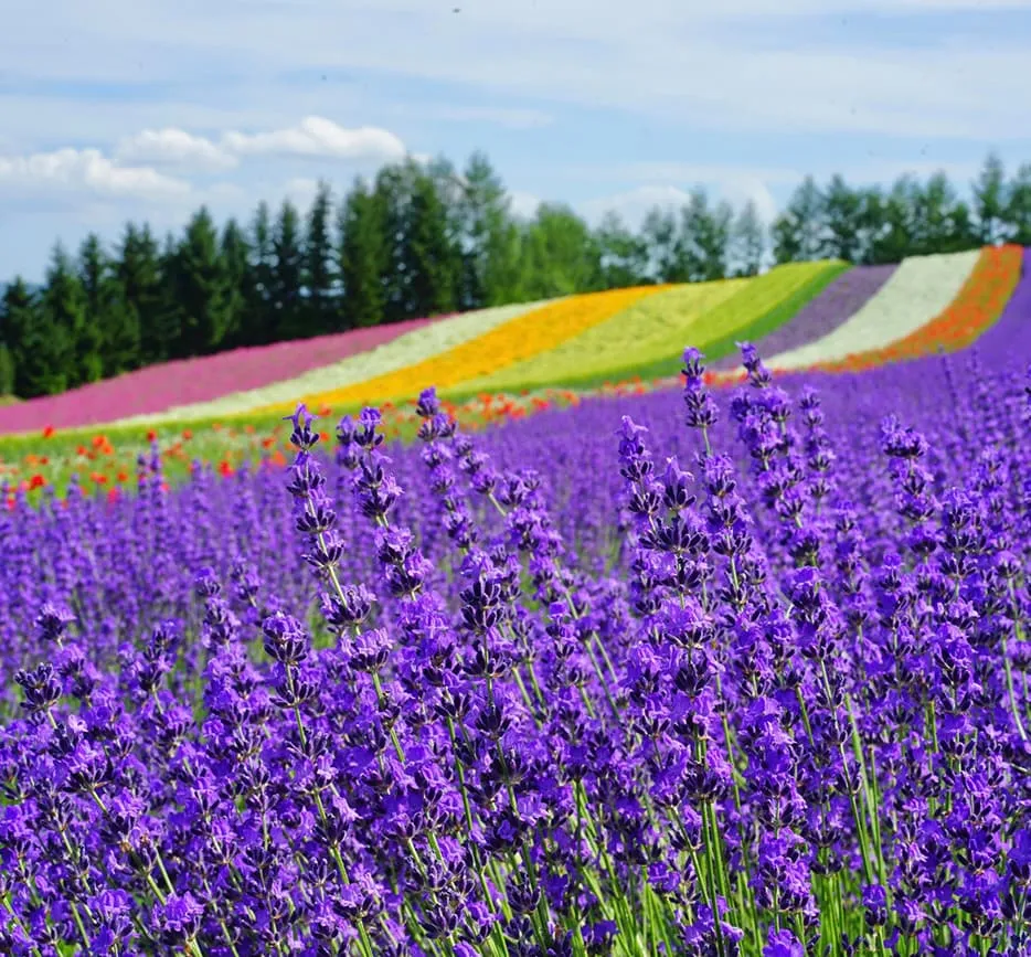 深度北海道6日~最美芝櫻、上湧別鬱金香